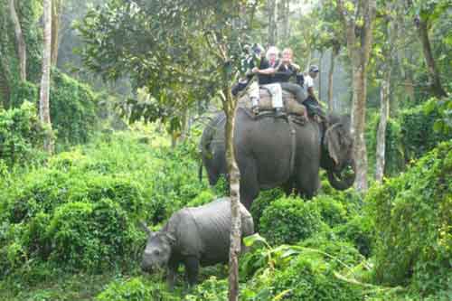 Jungle Safari in Nepal